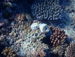 Close up of some corals with focus on a sea squirt