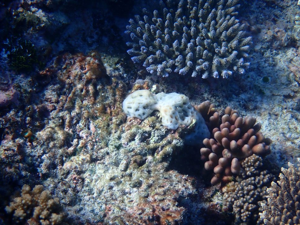 Close up of some corals with focus on a sea squirt